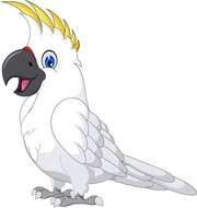 Cockatoo