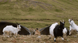 406DrogonDrachenGif.gif