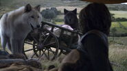 Cão Felpudo e seu irmão Verão vigiam Bran e Rickon.