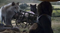 Verão e Cão Felpudo acompanhando Bran em sua fuga de Winterfell.