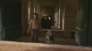Arya chasing cat Episode 105