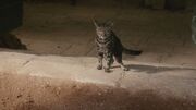 Cat Arya is chasing Episode 105