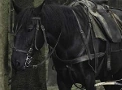 Horses-Portal