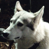 Famtree-LadytheDirewolf.png