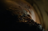 Gregor Clegane's festering wound, the result of being poisoned with manticore venom.