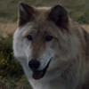 Famtree-SummertheDirewolf.png