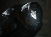 Three-eyed raven