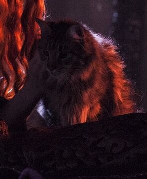 Cat Wiki of Westeros Fandom