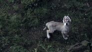 Summer as a pup in "Winter is Coming".