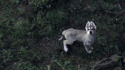 Dire wolf puppies game of thrones 2025