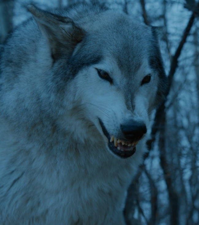 wolf games of thrones