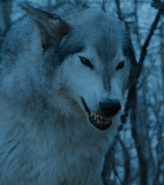 Nymeria in season 7.