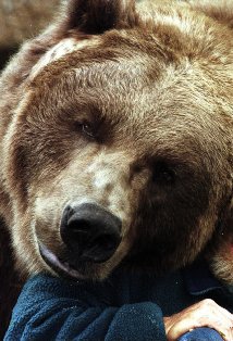 Bart the Bear - Wikipedia