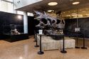 Dragon Skull Exhibition