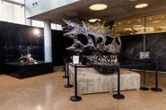 Dragon Skull Exhibition