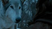 Nymeria Stormborn