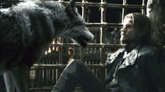 Grey Wind face to face with the captive Jaime Lannister.