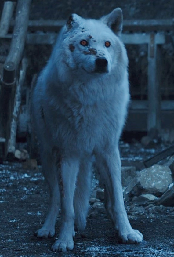 game of thrones ghost dog