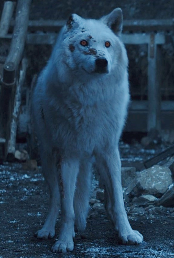 What is the White Dog in Game of Thrones?: Direwolf Mystique Revealed