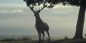 King of the Kingswood