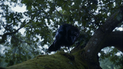 Three-eyed raven on a tree