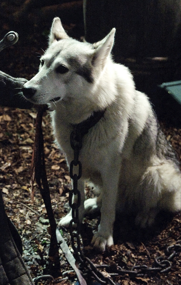 What Kind of Dog is Lady from Game of Thrones?: Unveiling the Breed