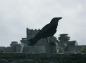 Ravens
