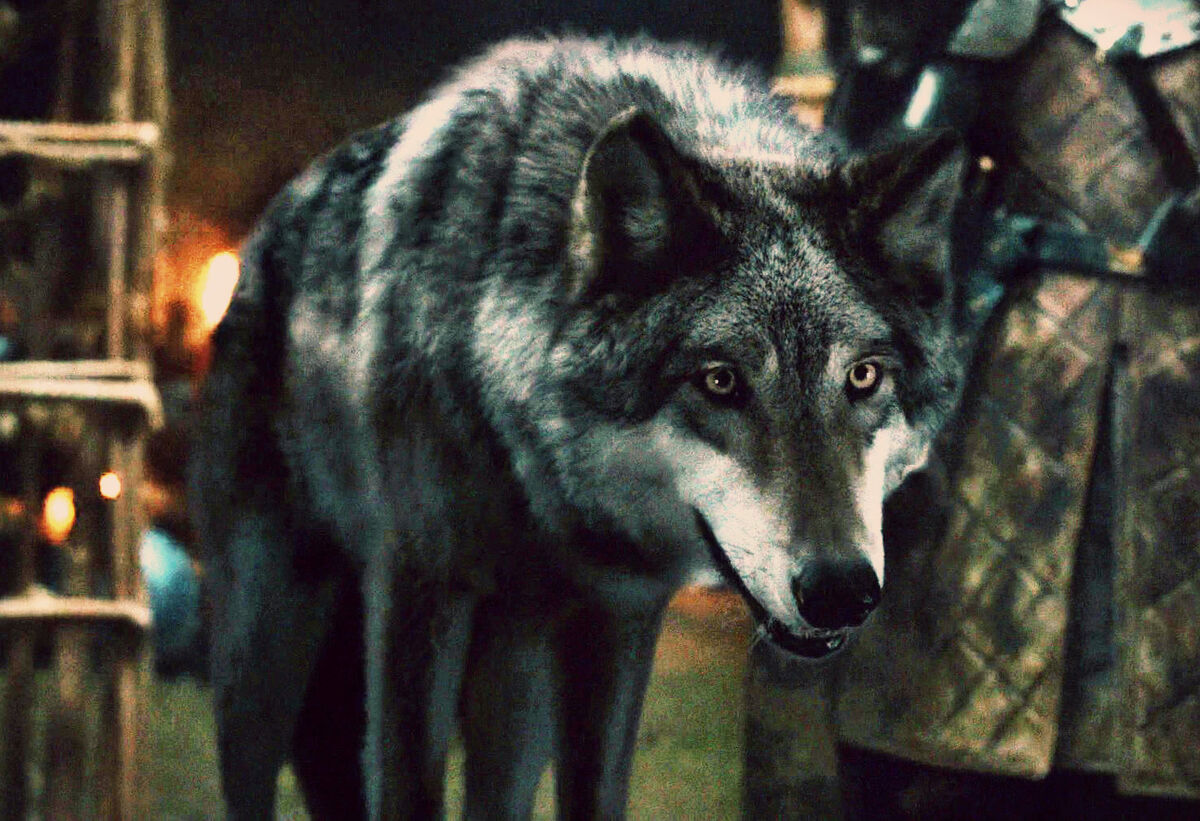 Direwolf | Game of Thrones Wiki | Fandom