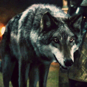 direwolf game of thrones wiki fandom