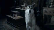 Nymeria in season 1.