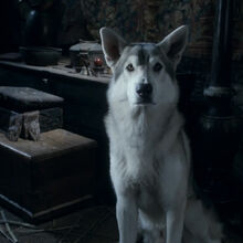 Direwolves Game Of Thrones Wiki Fandom
