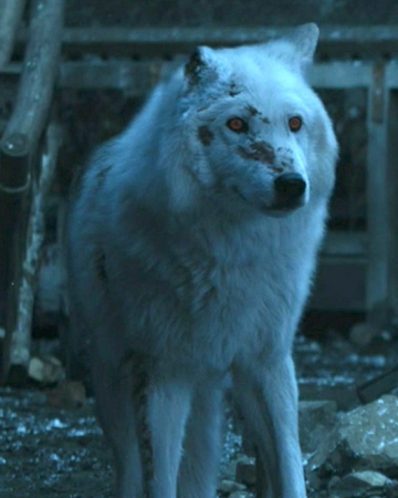 Geist Schattenwolf Game Of Thrones Wiki Fandom