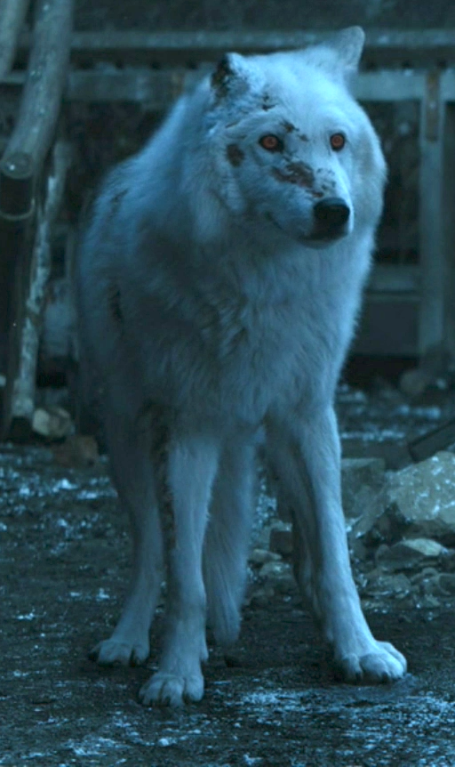 Geist Schattenwolf Game Of Thrones Wiki Fandom