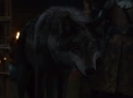 Direwolves-Portal