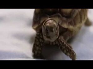 Gamera_the_Brave_(2006)_-_Trailer