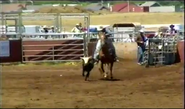 WOF Rodeo Contest