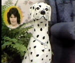 Ceramic dalmatians were apparently all the rage in the mid-1980s.