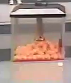 The lottery machine, but with different kinds of balls.