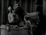 Sometimes the most unusual celebrities were presented to the panel, such as Francis the Talking Mule.