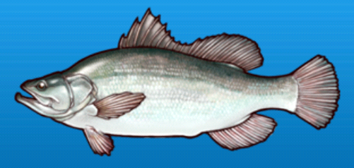 Nile Perch Fishing Superstars Wiki Fandom