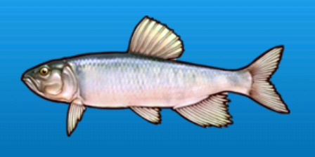 Silverjaw minnow - Wikipedia