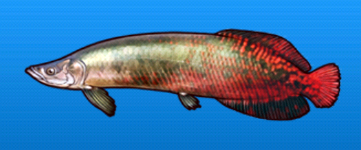 Pirarucu, Fishing Superstars Wiki