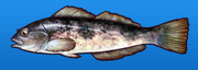 Greenling