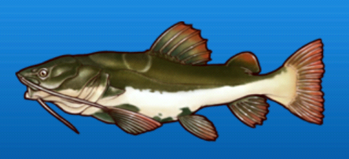 Redtail Catfish, Fishing Superstars Wiki
