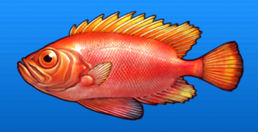 Learn About the Atlantic Bigeye – Fishing