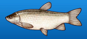 Grass carp