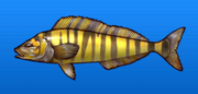 Alaska mackerel