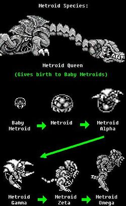 A Metroid's metamorphic stages.