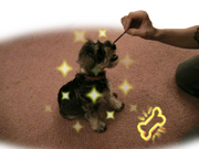 This photograph shows how realistic Nintendogs is.