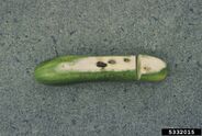 Cucumber